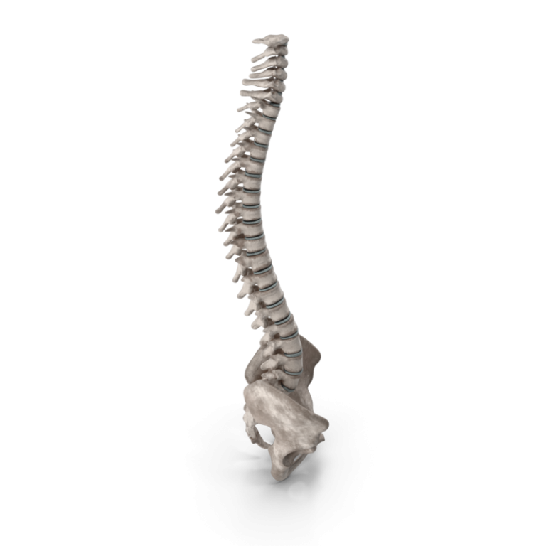 Human spine and pelvis anatomy illustration, used in chiropractic diagnosis and treatment.
